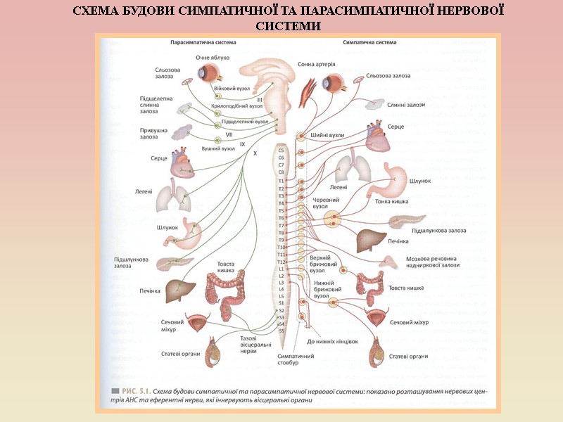 СХЕМА БУДОВИ СИМПАТИЧНОЇ ТА ПАРАСИМПАТИЧНОЇ НЕРВОВОЇ СИСТЕМИ